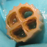 K1 MBBR carrier with biofilm